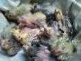 Agapornis: personatas azul , verde e   violeta arlequim